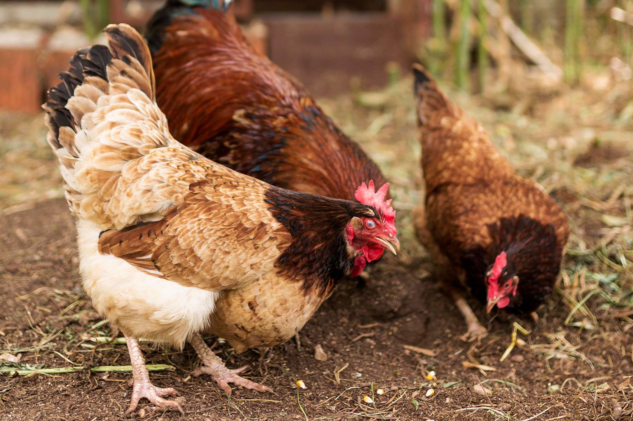 Poultry Farming & Business Complete Master Course