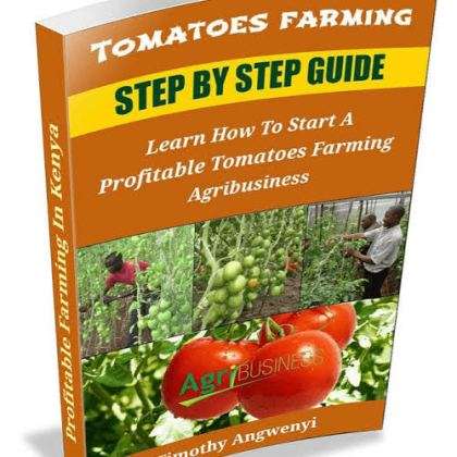 Tomato Farming Step By Step Guide