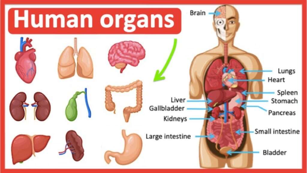 Organs in the Body: Diagram and All You Need to Know