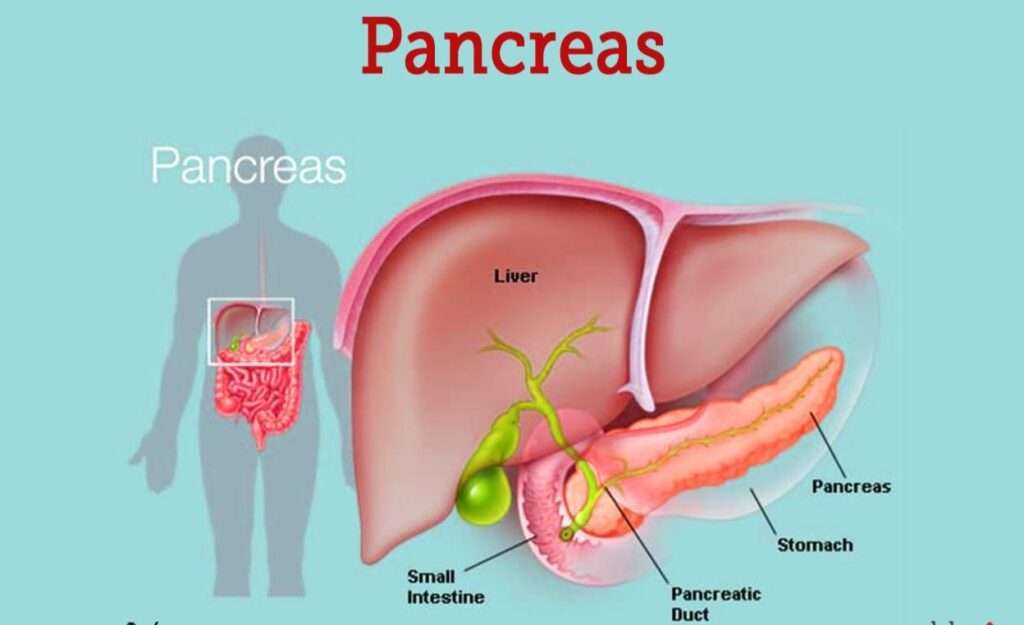 Pancreas: Functions & possible problems