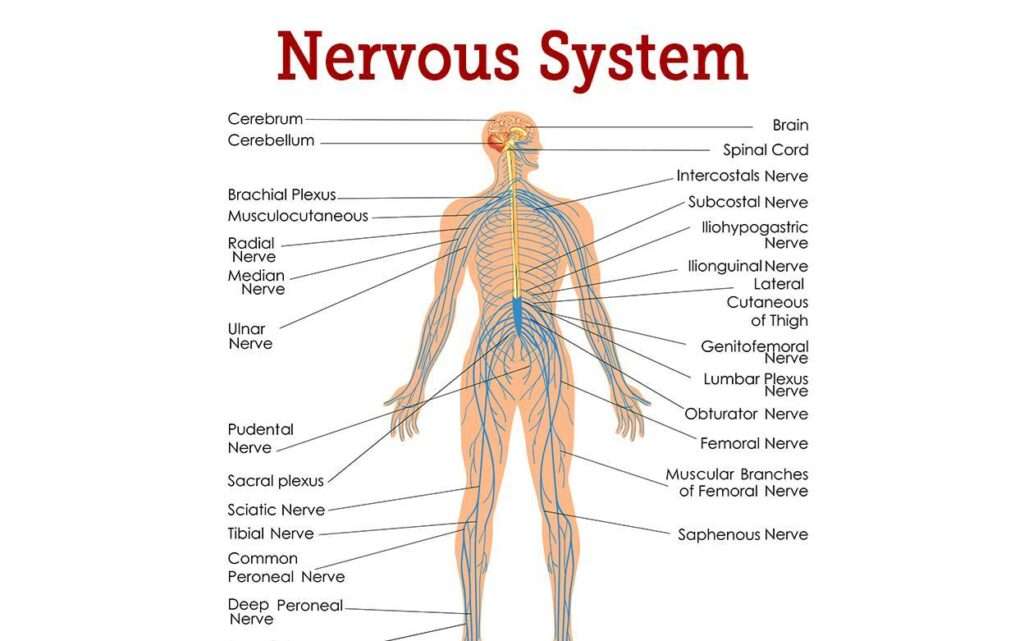 All About the Central Nervous System: What You Need to Know