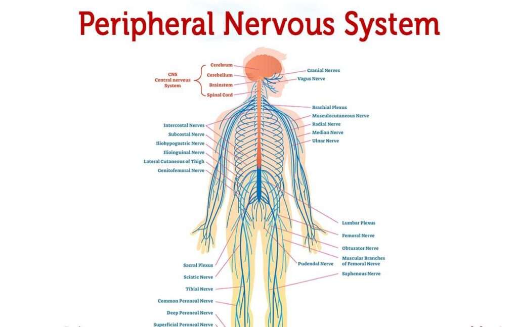 All about the peripheral nervous system: What it is and how it works