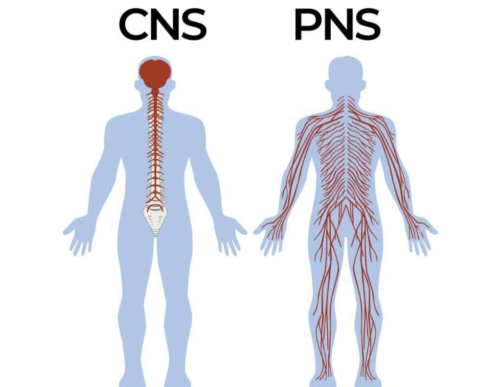Difference between the CNS and peripheral nervous system